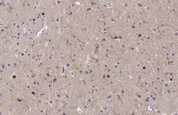 Anti-Iba1 antibody [GT10312] used in IHC (Paraffin sections) (IHC-P). GTX632426