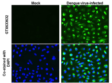 Anti-Dengue virus Capsid protein antibody [GT574] used in Immunocytochemistry/ Immunofluorescence (ICC/IF). GTX633632