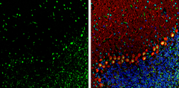 Anti-TDP43 antibody [GT6310] used in IHC (Frozen sections) (IHC-Fr). GTX633973