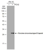 Anti-Porcine circovirus type 2 / PCV2 Capsid antibody [GT863] used in Western Blot (WB). GTX634210