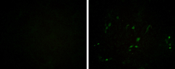 Anti-Porcine circovirus type 2 / PCV2 Capsid antibody [GT972] used in Immunocytochemistry/ Immunofluorescence (ICC/IF). GTX634211