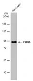 Anti-PSD95 antibody [GT1436] used in Western Blot (WB). GTX634290