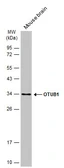 Anti-OTUB1 antibody [GT611] used in Western Blot (WB). GTX634648