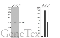 Anti-Iba1 antibody [HL22-MS] used in Western Blot (WB). GTX635399