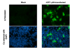 Anti-ASFV p54 antibody [GT1075] used in Immunocytochemistry/ Immunofluorescence (ICC/IF). GTX635691