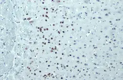 Anti-FOXP2 antibody [GT12812] used in IHC (Paraffin sections) (IHC-P). GTX635965
