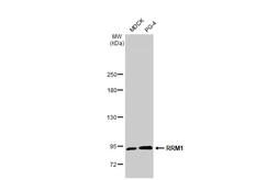 Anti-RRM1 antibody [HL1231] used in Western Blot (WB). GTX636579
