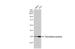 Anti-Thymidylate synthase antibody [HL1236] used in Western Blot (WB). GTX636635