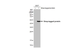 Anti-Strep epitope Tag antibody [HL1251] used in Western Blot (WB). GTX636653