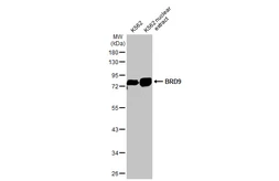 Anti-BRD9 antibody [HL1282] used in Western Blot (WB). GTX636696