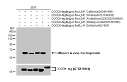 Anti-Influenza A virus Nucleoprotein antibody [HL1323] used in Western Blot (WB). GTX636741