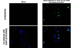 Anti-Swine Influenza A virus G4 EA H1N1 HA (Hemagglutinin) antibody [HL1342] used in IHC-P (cell pellet) (IHC-P (cell pellet)). GTX636762