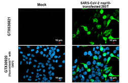 Anti-SARS-CoV-2 (COVID-19) nsp10 antibody [HL1381] used in Immunocytochemistry/ Immunofluorescence (ICC/IF). GTX636821