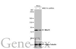 Anti-Mre11 antibody [HL1385] used in Western Blot (WB). GTX636825