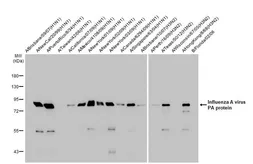 Anti-Influenza A virus PA protein antibody [HL1388] used in Western Blot (WB). GTX636828