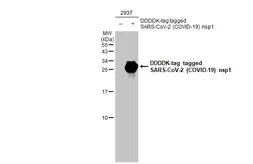 Anti-SARS-CoV-2 (COVID-19) nsp1 antibody [HL1435] used in Western Blot (WB). GTX636901