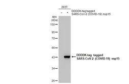 Anti-SARS-CoV-2 (COVID-19) nsp15 antibody [HL1445] used in Western Blot (WB). GTX636917