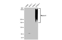 Anti-Mucin 4 antibody [HL1486] used in Western Blot (WB). GTX636960