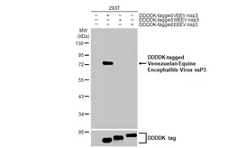 Anti-Venezuelan Equine Encephalitis Virus nsP3 antibody [HL1502] used in Western Blot (WB). GTX636976