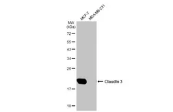 Anti-Claudin 3 antibody [HL1528] used in Western Blot (WB). GTX637001