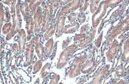 Anti-eIF4E antibody [HL1555] used in IHC (Paraffin sections) (IHC-P). GTX637030