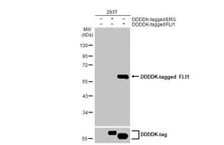 Anti-FLI1 antibody [HL1805] used in Western Blot (WB). GTX637457