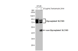 Anti-SLC1A5 antibody [HL1988] used in Western Blot (WB). GTX637889