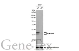 Anti-ALKBH5 antibody [HL2061] used in Western Blot (WB). GTX637965