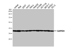 Anti-GAPDH antibody [HL2062] used in Western Blot (WB). GTX637966