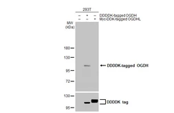 Anti-OGDH antibody [HL2072] used in Western Blot (WB). GTX637980