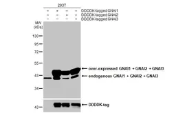 Anti-GNAI1 + GNAI2 + GNAI3 antibody [HL2092] used in Western Blot (WB). GTX638000