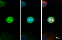 Anti-CASC5 antibody [HL2158] used in Immunocytochemistry/ Immunofluorescence (ICC/IF). GTX638136