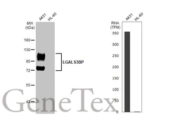 Anti-LGALS3BP antibody [HL2168] used in Western Blot (WB). GTX638146