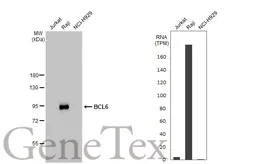 Anti-BCL6 antibody [HL2192] used in Western Blot (WB). GTX638196