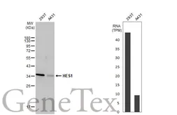 Anti-HES1 antibody [HL2198] used in Western Blot (WB). GTX638202