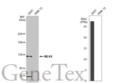 Anti-MLK4 antibody [HL2234] used in Western Blot (WB). GTX638279
