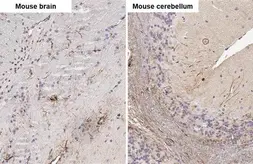 Anti-Stargazin antibody [HL2268] used in IHC (Paraffin sections) (IHC-P). GTX638320