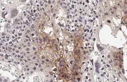 Anti-PD-L1 antibody [HL2293] used in IHC (Paraffin sections) (IHC-P). GTX638348