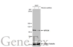 Anti-VPS34 antibody [HL2305] used in Western Blot (WB). GTX638372