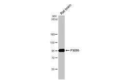 Anti-PSD95 antibody [HL2382] used in Western Blot (WB). GTX638590