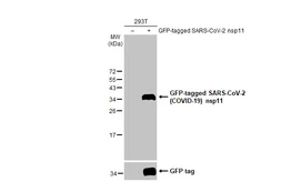 Anti-SARS-CoV-2 (COVID-19) nsp11 antibody [HL2388] used in Western Blot (WB). GTX638597