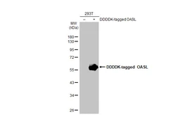 Anti-OASL antibody [HL2399] used in Western Blot (WB). GTX638616
