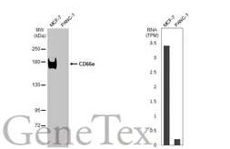 Anti-CD66e antibody [HL2467] used in Western Blot (WB). GTX638816
