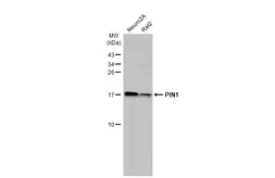 Anti-PIN1 antibody [HL2480] used in Western Blot (WB). GTX638829