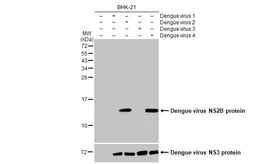 Anti-Dengue virus NS2B protein antibody [HL2512] used in Western Blot (WB). GTX638873