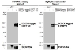Anti-EGFR VIII antibody [HL2541] used in Western Blot (WB). GTX638910