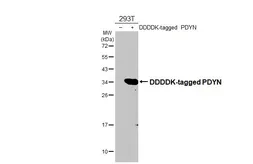 Anti-ProDynorphin antibody [HL2573] used in Western Blot (WB). GTX638951