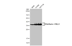 Anti-Fibrillarin + FBLL1 antibody [HL2588] used in Western Blot (WB). GTX639039