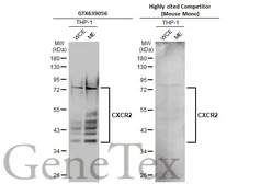 Anti-CXCR2 antibody [HL2604] used in Western Blot (WB). GTX639056
