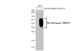 Anti-TMEM119 antibody [HL2627] used in Western Blot (WB). GTX639083